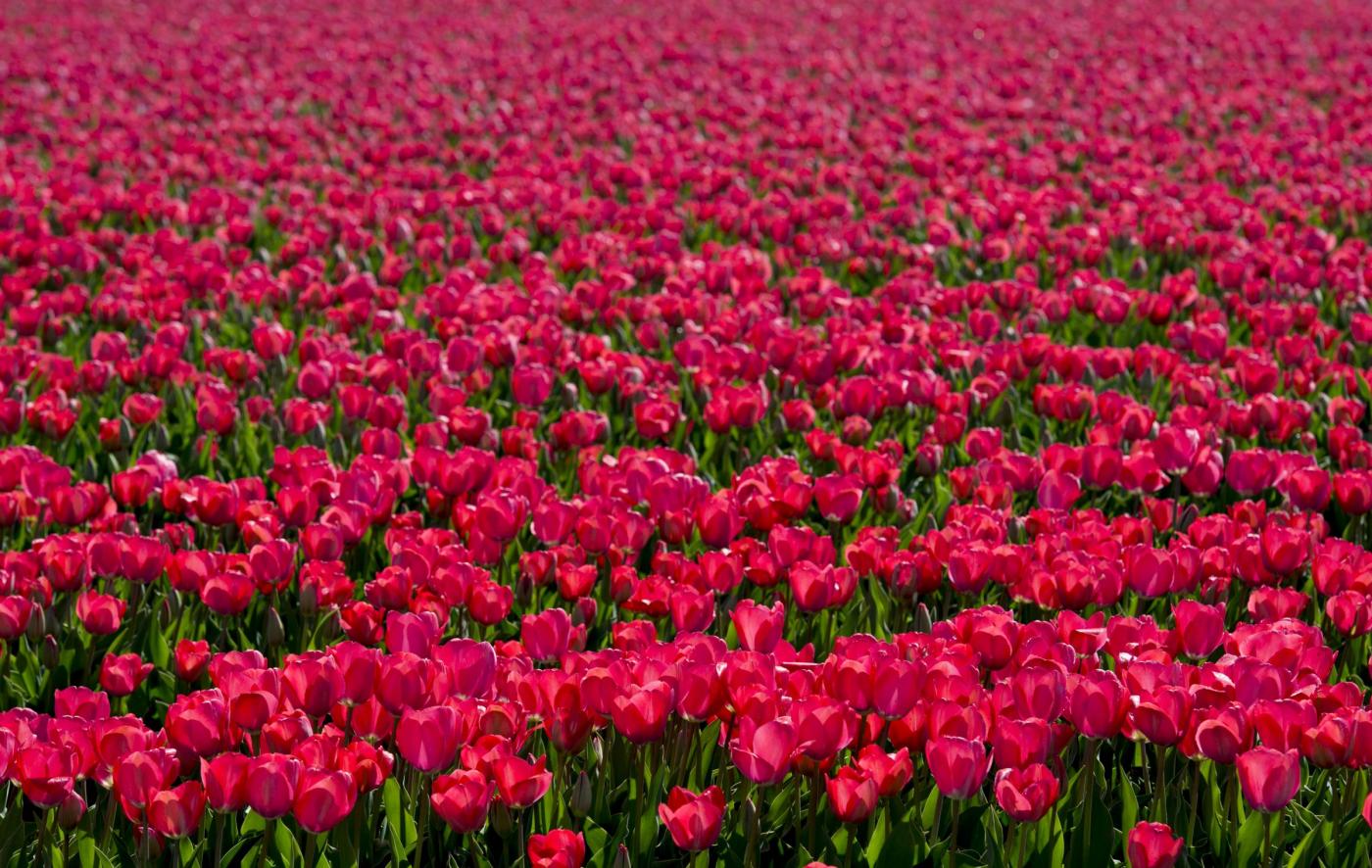 La fioritura dei tulipani in Olanda [FOTO]