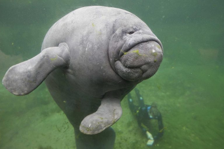 Ambiente Lamantino Nasce All Acquario Di Genova