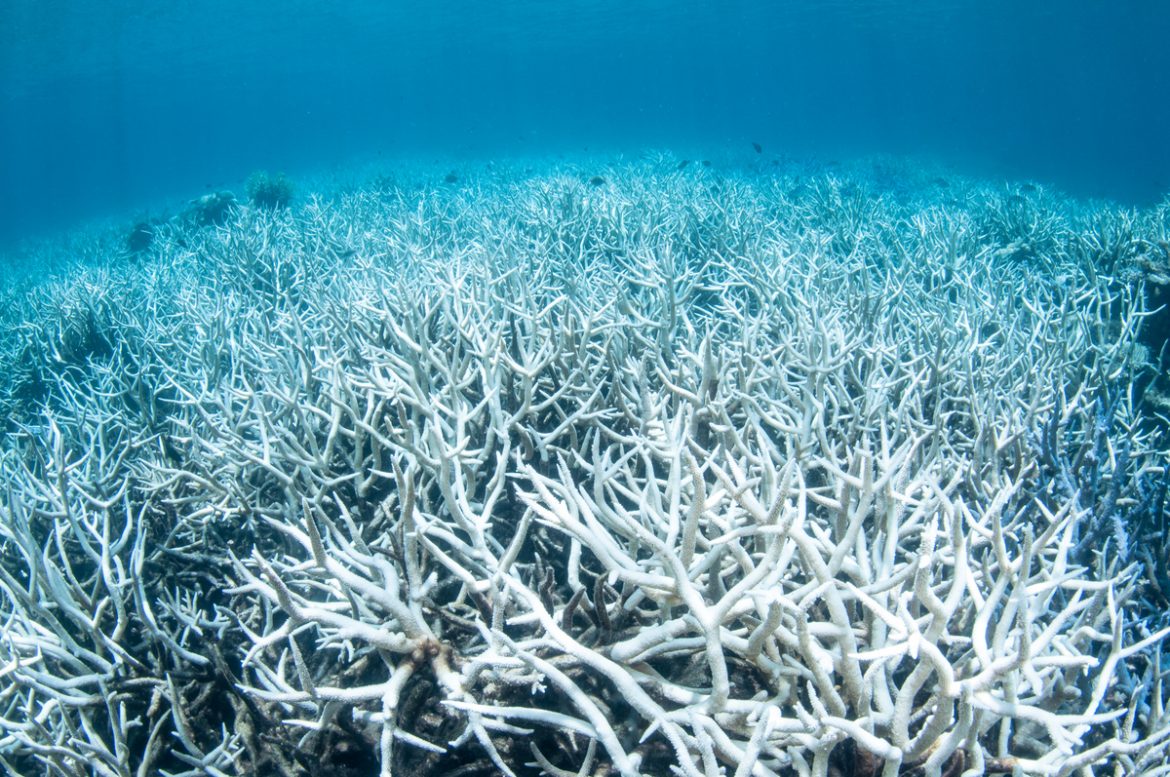 Grande Barriera Corallina Le FOTO Di Greenpeace Testimoniano Un Nuovo