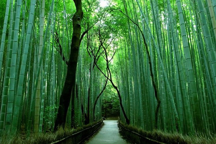 Piantagioni Bambu Gigante In Italia.Mille Usi Del Bambu 1500 Utilizzi Dai Mobili Al Design Meteo Web