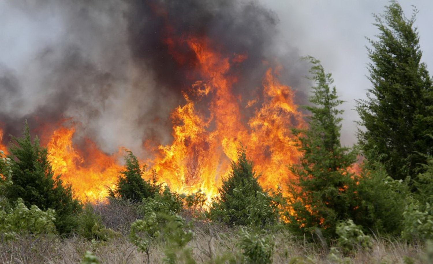 Incendi Boschivi Conclusa La Campagna Estiva 1102 Richieste In Tutta