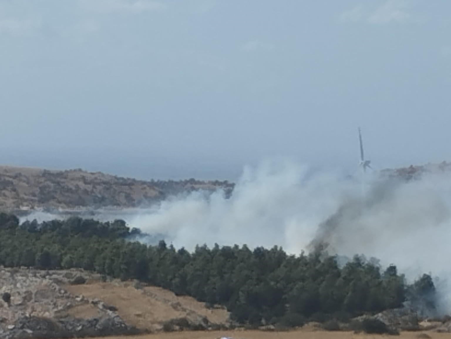 Incendio In Una Pineta Nel Nord Barese Oltre Ettari In Fumo A