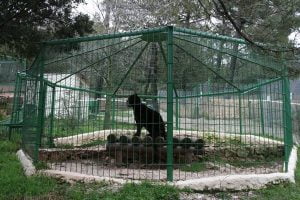 Ambiente: animali spesso tristi in zoo europei con pochi spazi, ricerca