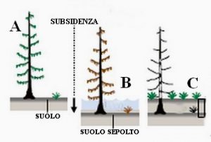 Figura 5. Come nasce una “foresta fantasma”. A: situazione iniziale, con l’albero in salute. B: la subsidenza provoca l’abbassamento del suolo e lo tsunami invade l’area, seppellendo parzialmente l’albero. La salinità del terreno aumenta anche a seguito di susseguenti maree che invadono la zona, abbassata rispetto a prima causa la subsidenza. C: la variazione dell’habitat comporta la morte dell’albero di cui rimane solo il tronco scheletrico, con il suolo rialzato per gli apporti terrigeni dal mare. Nel sottosuolo rimangono evidenze di ingressione marina come livelli di tsunamiti e resti di vegetali. Nel caso della Cascadia, l’analisi degli anelli di accrescimento degli alberi indica come data della morte il 1700 (da Atwater et alii, 2005, modificata)