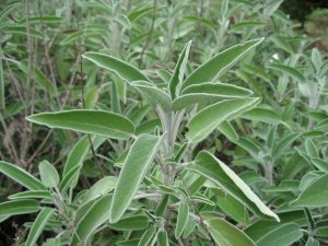 salvia_aloe