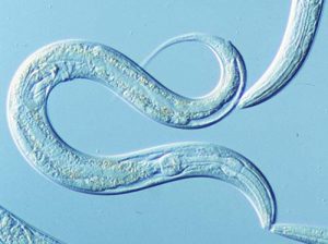 ELEGANS