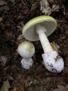 AMANITA PHALLOIDES OK - Copia