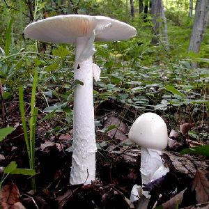 AMANITA VERNA - Copia