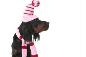 CANE CAPPELLINO - Copia