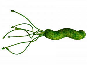 helicobacter pylori