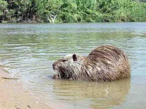 nutria