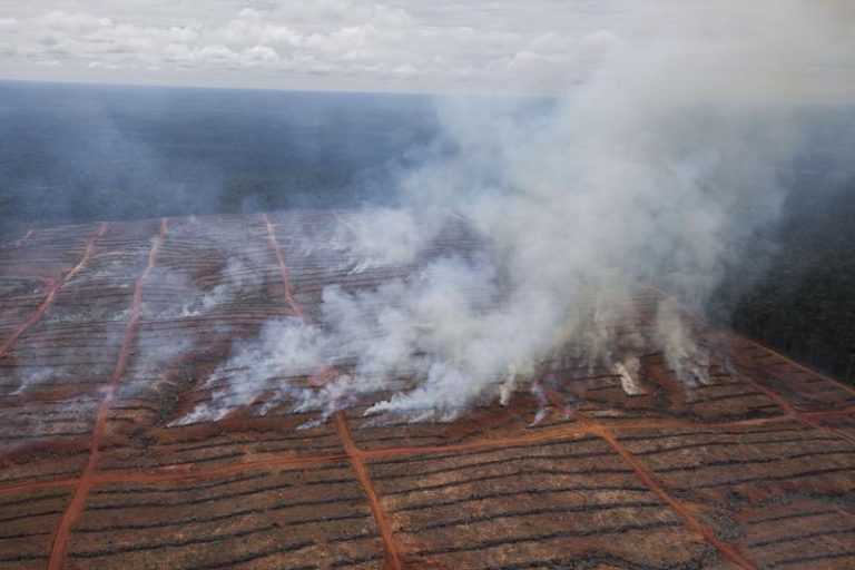 Ambiente la Terra ha perso 18 milioni di ettari di foreste nel 2014 ... pic image