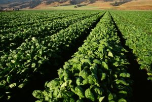 Rows of Spinach Plants