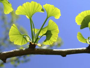 GINKGO 2