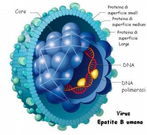 Epatite B: Trasmissione, Forme, Sintomi, Diagnosi, Terapia, Prevenzione ...