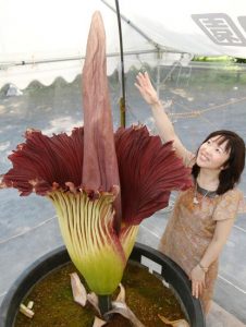 Aro titano o Amorphophallus titanum: il fiore cadavere con l'infiorescenza più  grande del mondo vegetale