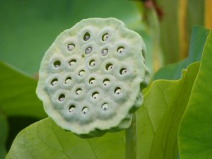 Nelumbo_Nucifera