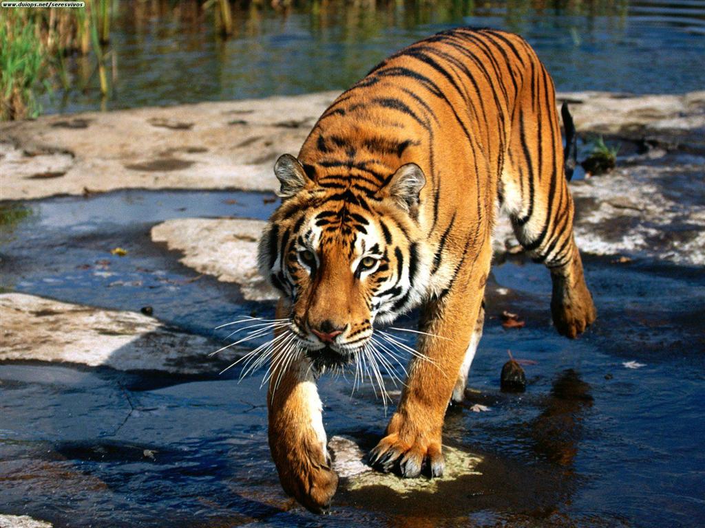 tigri selvatiche sempre più a rischio ecco la storia del più grande