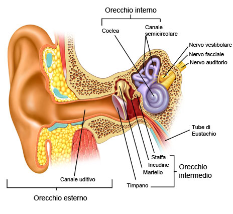 Sagoma per la parte esterna delle orecchie