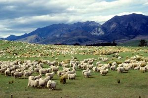 pecore nuova zelanda