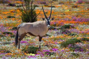 NAMAQUALAND 7