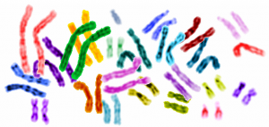 Human_genome