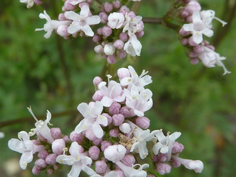 valeriana proprietà