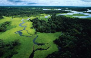 Flooded forest, Amazonas, Brazil