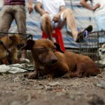 Cina: le proteste non fermano il massacro dei cani al Festival di Yulin [FOTO]