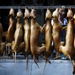 Solstizio d’Estate 2018: tutto pronto per il crudele massacro dei cani per il Festival di Yulin [GALLERY]