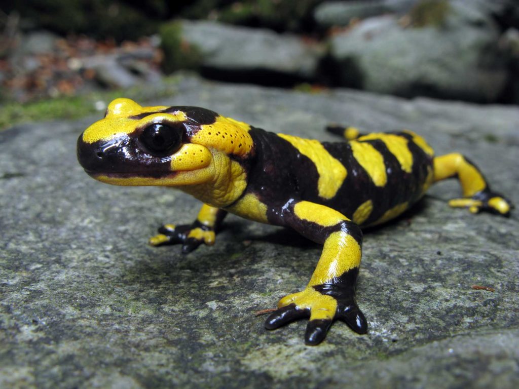 Salamandra pezzata