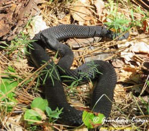 gianluca_congi_vipera_aspis_hugyi_var.melanica_2