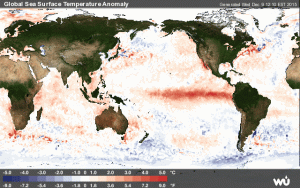 Le forti anomalie positive delle acque superficiali oceaniche indotte dal forte evento di “El Niño” in atto sul Pacifico centro-orientale