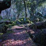 Nel Lazio del Nord, alla scoperta del Bosco Monumentale del Sasseto [FOTO]