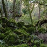 Nel Lazio del Nord, alla scoperta del Bosco Monumentale del Sasseto [FOTO]