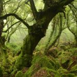 Nel Lazio del Nord, alla scoperta del Bosco Monumentale del Sasseto [FOTO]