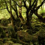 Nel Lazio del Nord, alla scoperta del Bosco Monumentale del Sasseto [FOTO]