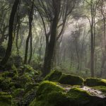 Nel Lazio del Nord, alla scoperta del Bosco Monumentale del Sasseto [FOTO]