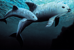 Vaquita 