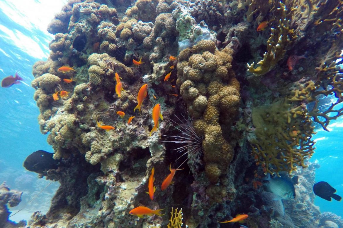 Clima: L'acidificazione Degli Oceani Rallenta La Crescita Delle ...