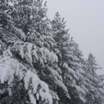 Tanta neve in Sila: le FOTO da San Giovanni in Fiore