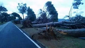 vento record alberi uragano