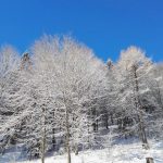 Atmosfere surreali: lo spettacolo della neve in Trentino [FOTO]