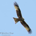 La straordinaria bellezza del rapace più elegante d’Europa, il Nibbio reale [FOTO]