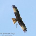 La straordinaria bellezza del rapace più elegante d’Europa, il Nibbio reale [FOTO]