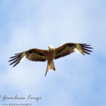 La straordinaria bellezza del rapace più elegante d’Europa, il Nibbio reale [FOTO]