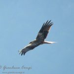 La straordinaria bellezza del rapace più elegante d’Europa, il Nibbio reale [FOTO]