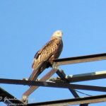 La straordinaria bellezza del rapace più elegante d’Europa, il Nibbio reale [FOTO]