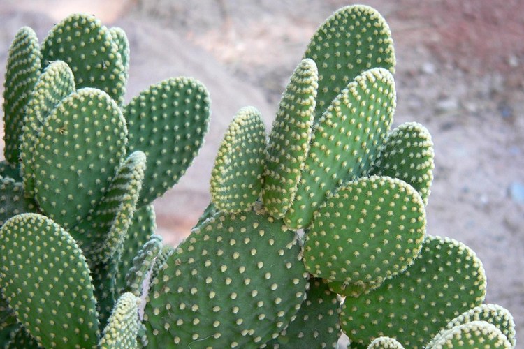 cactus fichi d'India