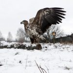 Chernobyl: il ritorno alla natura [FOTO]